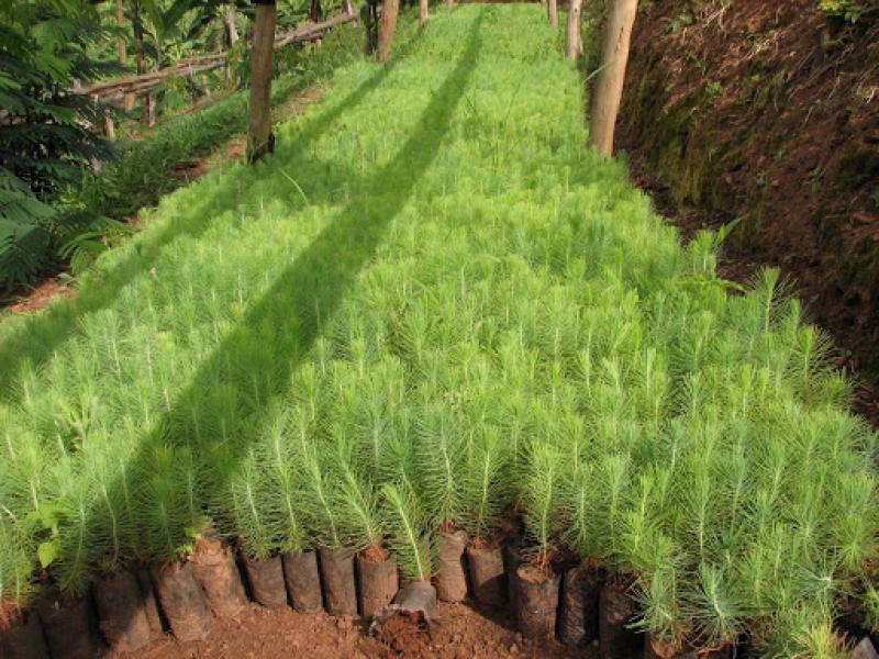 La Libertad: sembrarán 35 mil plantones de pino radiata en Gran Chimú y Julcán