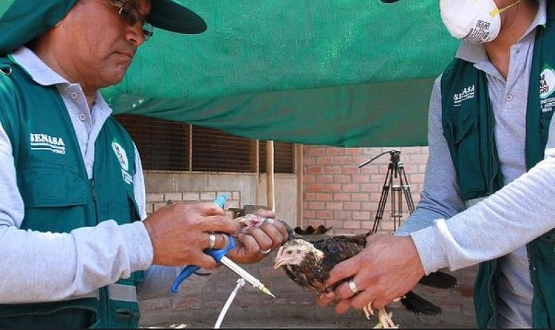 La Libertad: Senasa vacunará más de 350 mil aves para prevenir enfermedad de Newcastle
