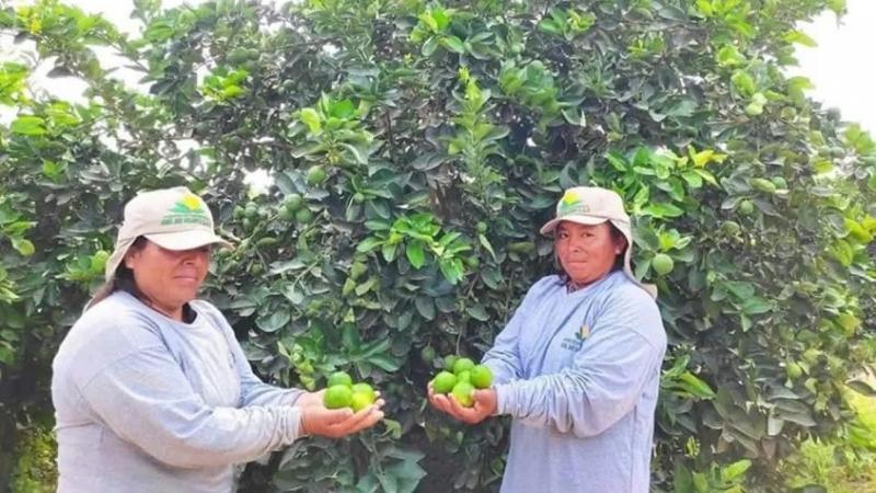 "La lima peruana tiene un 25% más de jugo que la lima mexicana"