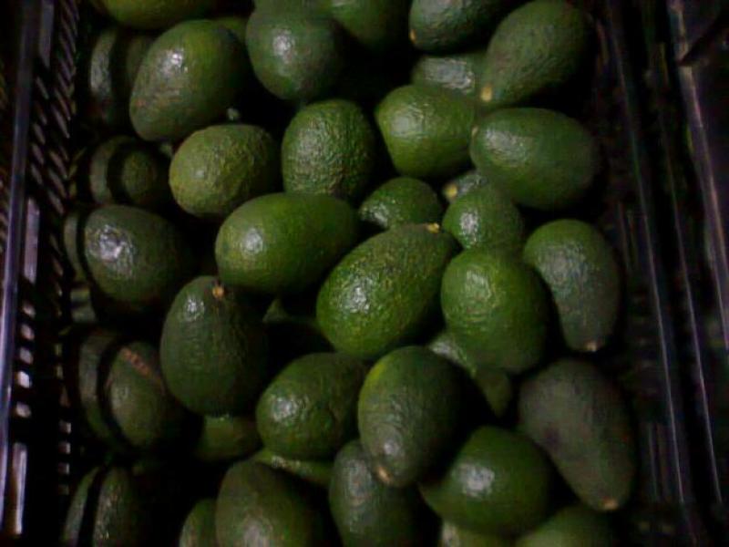 LA MAYOR CANTIDAD DE PALTAS SE DESTINÓ A LOS PAÍSES BAJOS EN EL 2015