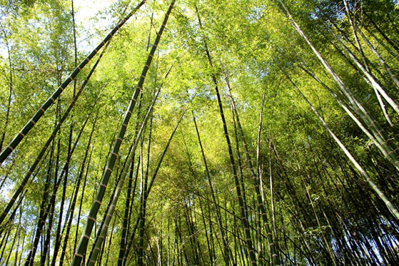 La Merced será sede del primer Congreso Internacional del Bambú
