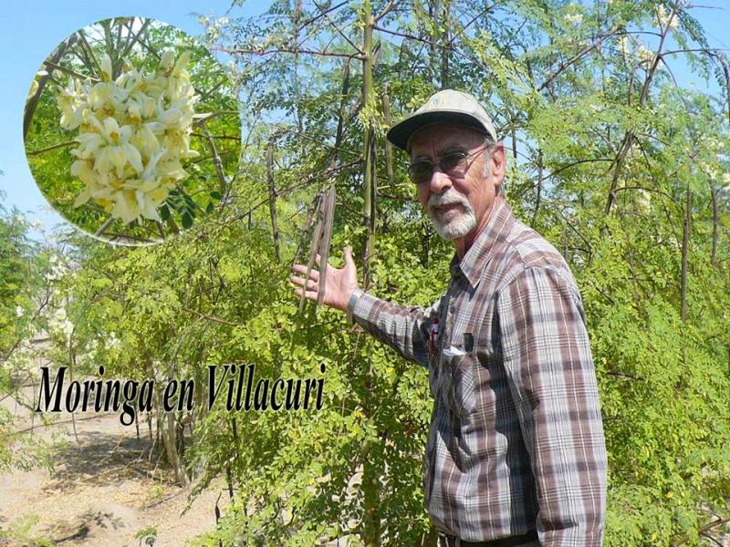 La moringa: una aliada  en la lucha contra la desnutrición