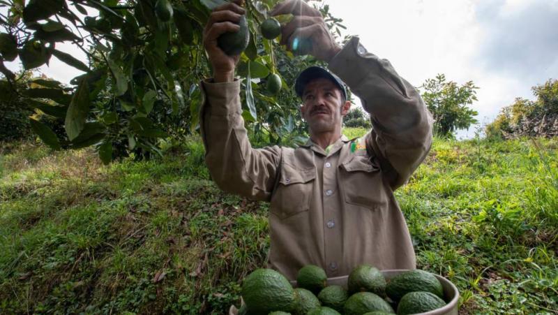La palta es la tercera fruta más exportada de Colombia