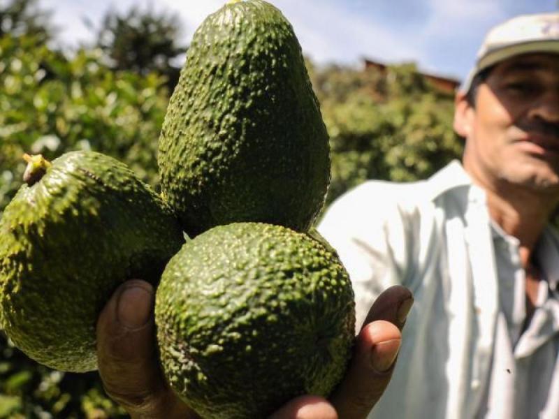 La palta Hass ya ocupa el quinto lugar en las exportaciones agrícolas de Colombia