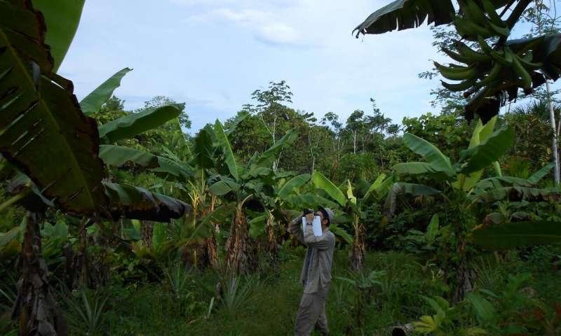 La pequeña agricultura amenaza la biodiversidad en la Amazonía peruana