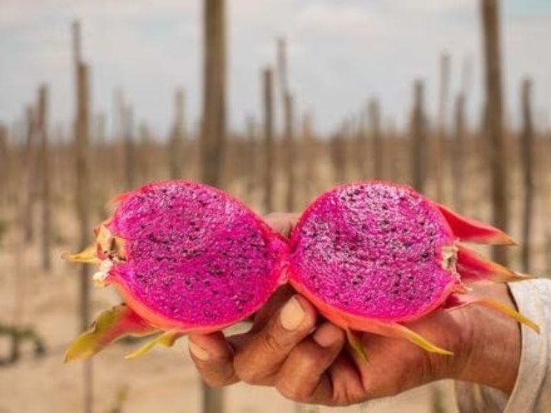 “La pitahaya será un producto bandera del Perú”