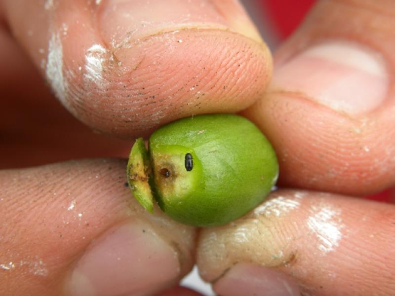 LA PLAGA DE LA BROCA AFECTARÍA DE 10% A 25% DE LA PRODUCCIÓN NACIONAL DE CAFÉ 