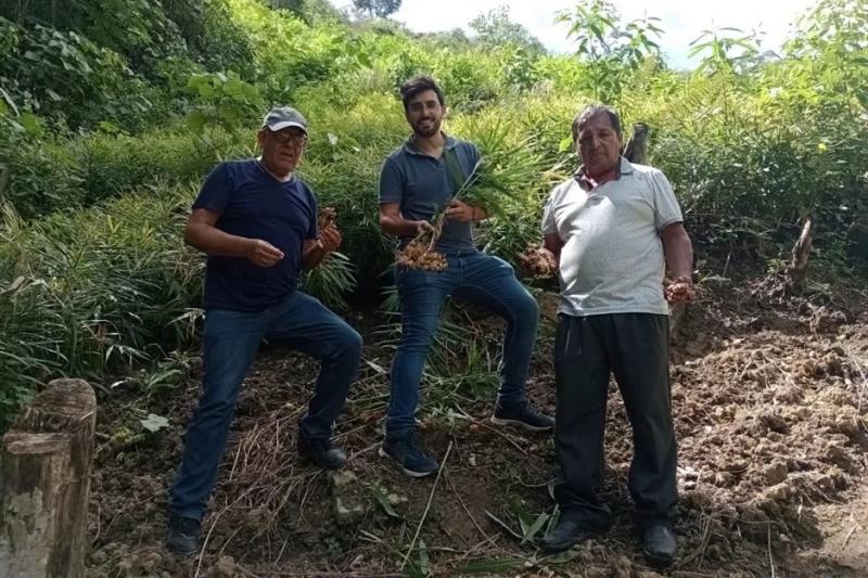 "La producción de jengibre en Perú disminuirá un 20% y los precios serán más altos"