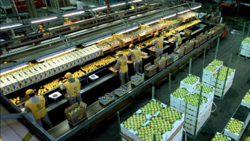 La productora de cítricos argentina San Miguel considera la compra de Hoja Redonda de Perú como “la más importante de su historia”
