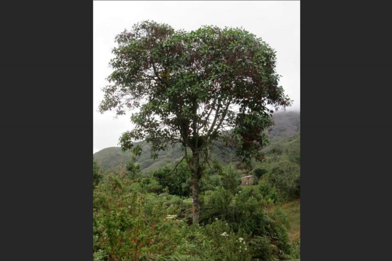 La quina: el árbol nacional de Perú en peligro de extinción