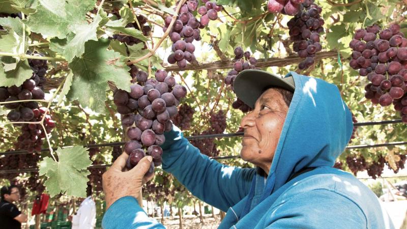 La reactivación agraria pendiente