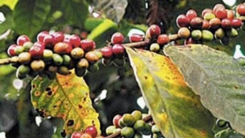 La roya amarilla nuevamente amenaza las plantaciones de café que son el sustento de más de 200 mil familias peruanas