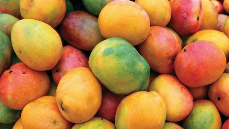 La temporada peruana del mango se ha caracterizado por huelgas, buenos precios y buena calidad