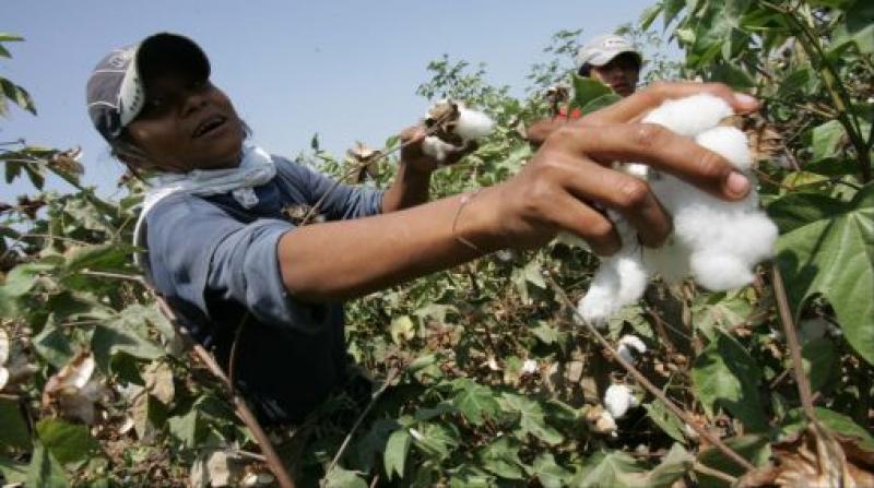 LAMBAYEQUE: APRUEBAN SIEMBRA DEL CULTIVO DE ALGODÓN