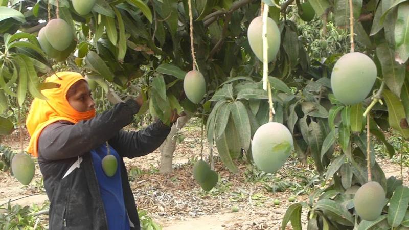 Lambayeque: conforman comités para control de mosca de la fruta
