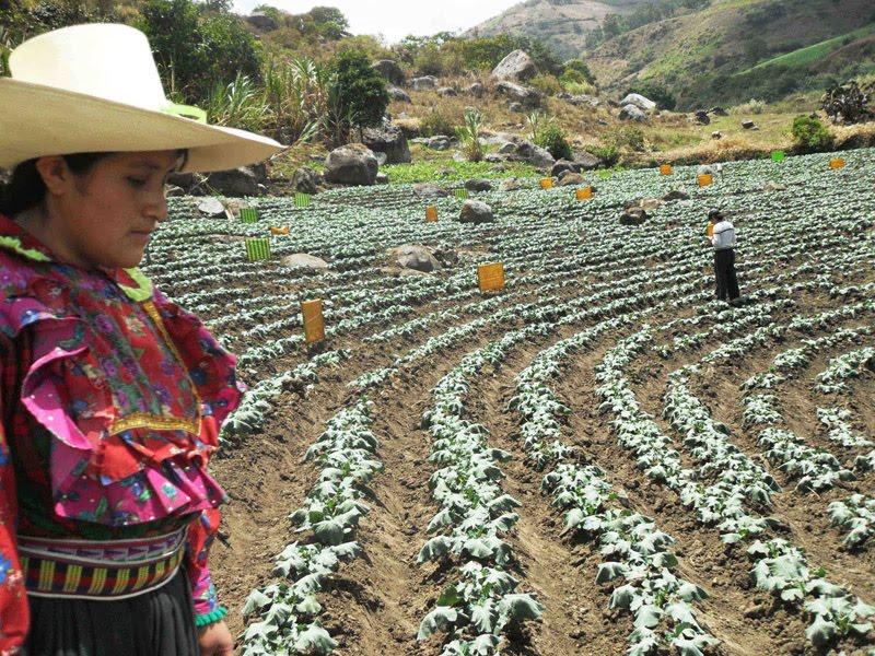 LAMBAYEQUE DICE NO A LAS SEMILLAS IMPORTADAS TRANSGÉNICAS