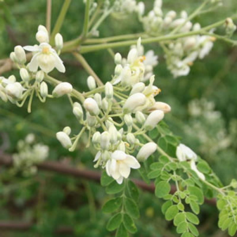 LAMBAYEQUE EXPORTARÍA MORINGA A LA CHINA 