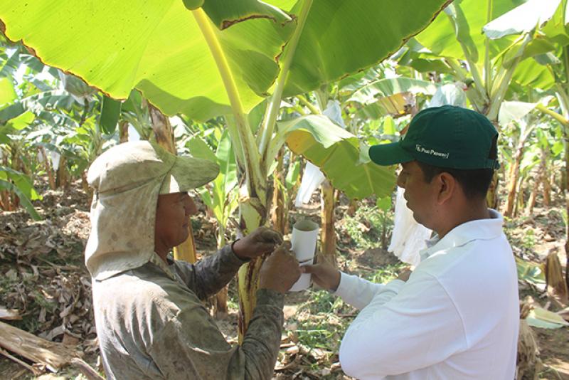 Lambayeque: implementan controladores biológicos en 36 hectáreas de banano