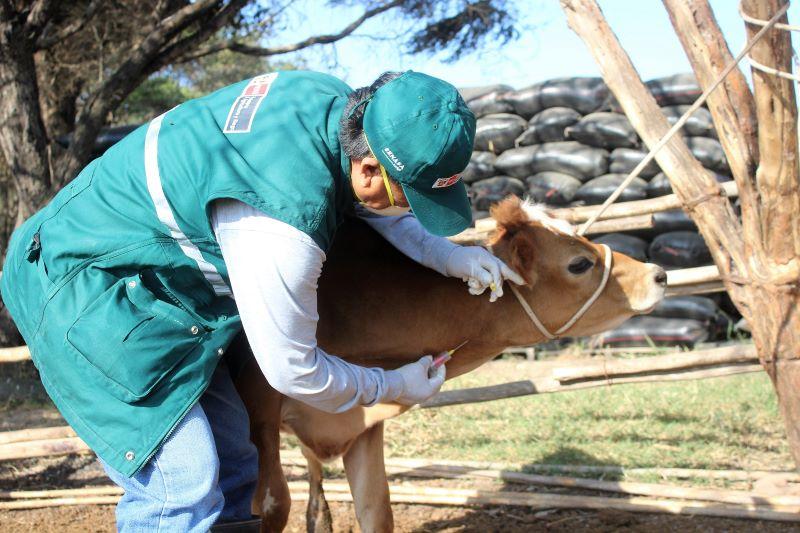 Lambayeque: potencian ganadería familiar con acciones sanitarias de prevención y control