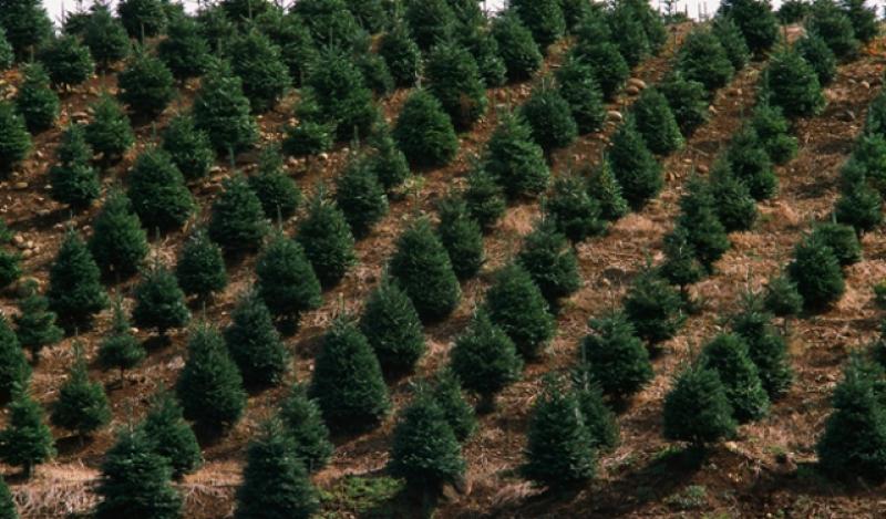 LAMBAYEQUE: REFORESTARÁN 5 MIL HAS DE BOSQUES EN LAS ZONAS ALTOANDINAS