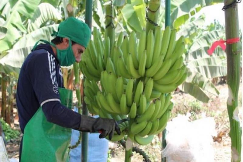Lambayeque: Sembrarán 25 nuevas hectáreas de banano orgánico en el valle de Olmos