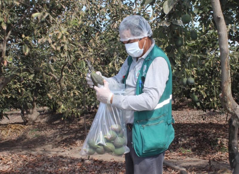 Lambayeque: Senasa realizará monitoreo de residuos químicos en 12 alimentos de origen vegetal