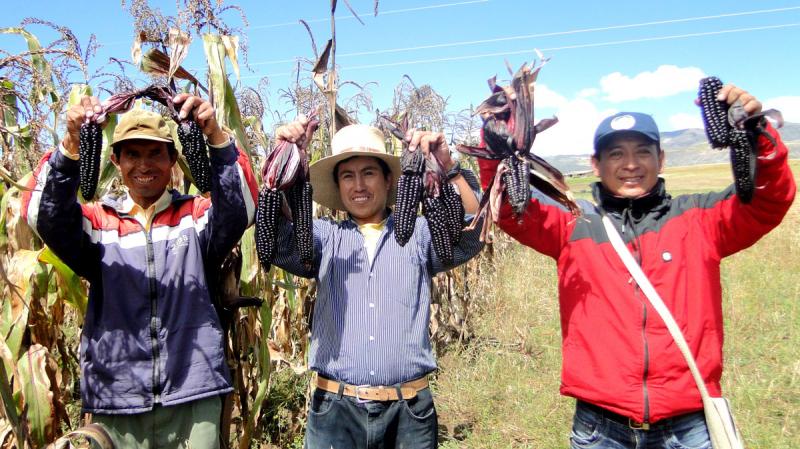Lanzarán maíz morado de alto rendimiento y mayor antocianina en Cajamarca