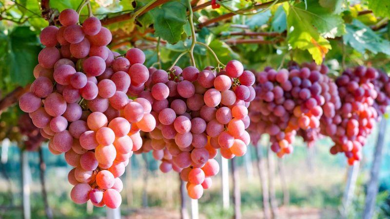 Las exportaciones de uva de mesa recuperan terreno y priorizan Europa