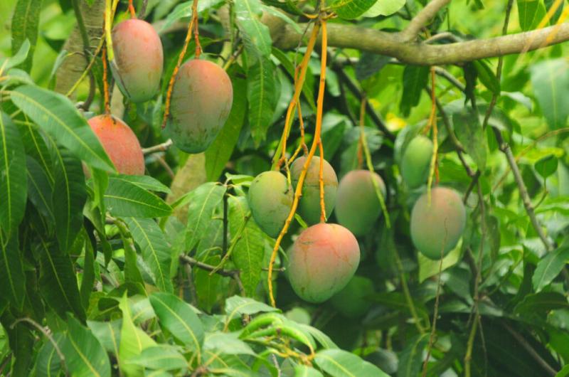 “Las lluvias por El Niño complicarían el manejo agronómico y logístico del mango”