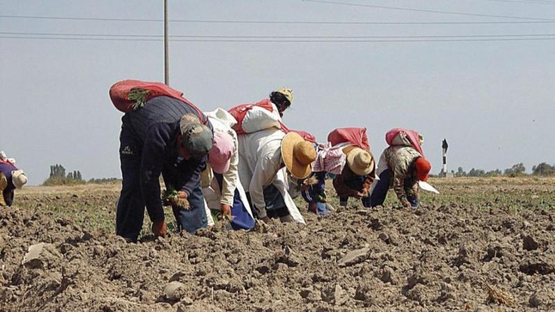 Ley agraria dará frutos para el mercado laboral