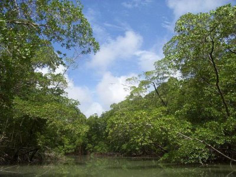 LEY FORESTAL “ESTARÍA LISTA” PARA APROBARSE EN MARZO 