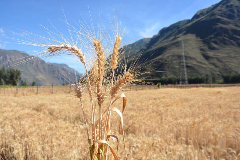 Liberan nueva variedad de trigo harinero “INIA 440 – K’anchareq” de alta productividad