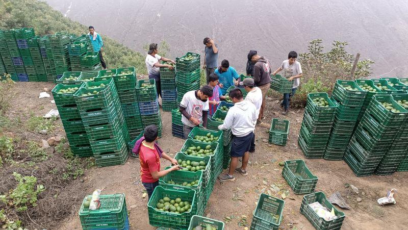 Lima es la región que más palta exportó en el primer trimestre de este año con 51 mil toneladas