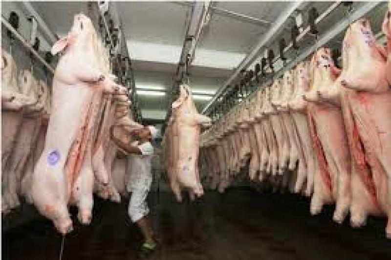 Lima Metropolitana: 455.331 cerdos fueron beneficiados en el primer semestre del año