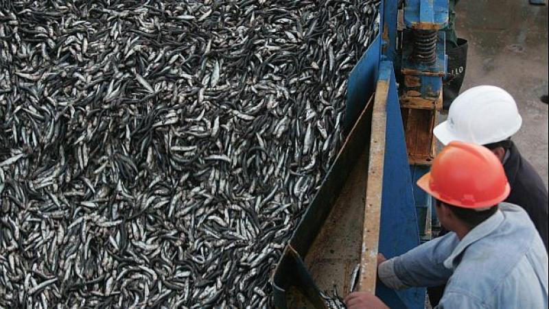 LÍMITE MÁXIMO DE PESCA DE ANCHOVETA SERÁ DE 2.53 MILLONES DE TONELADAS 