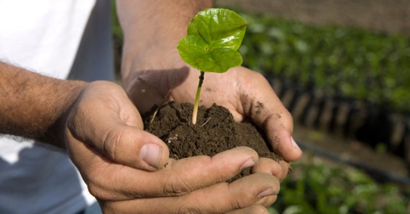 LLEGARÁN A PERÚ PLANTAS Y SEMILLAS DE NUEVAS VARIEDADES DE CAFÉ