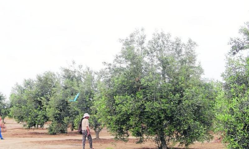 LLUVIAS EN PLENA FLORACIÓN AFECTARON HASTA EN 70% CULTIVOS DE OLIVOS EN TACNA