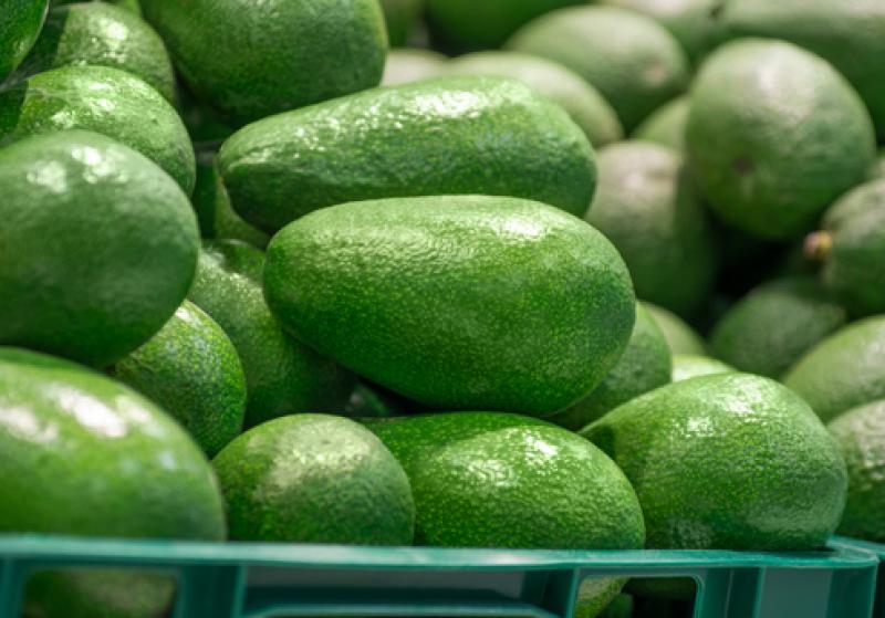 Lluvias intensas amenazan panorama productivo de la palta peruana