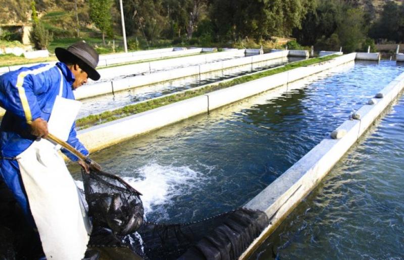 Lo que necesita la acuicultura más allá de los incentivos tributarios, según la SNI