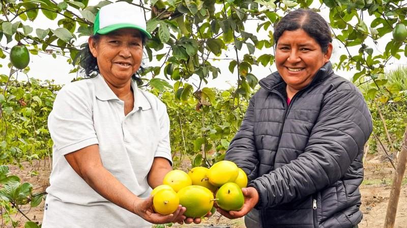 Logro: Agrícola Verde Innovación comercializa maracuyá orgánico para exportación