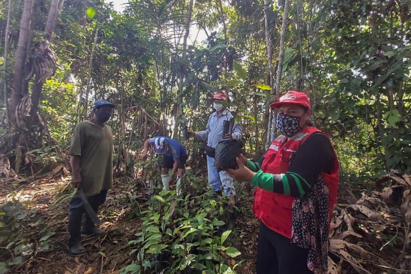 Loreto: comunidades nativas reforestarán con árboles de Palo Rosa zona en frontera con Colombia