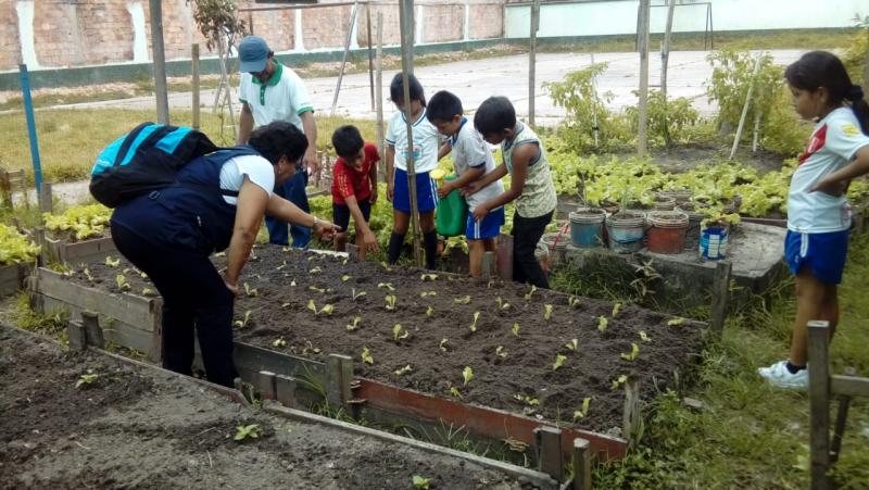 Loreto: Devida y DREL  instalan huertos en 55 colegios para desarrollar econegocios