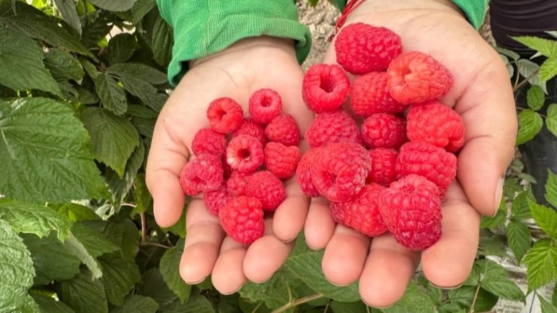 Los frutos rojos: ¿la próxima gran oportunidad para la agoexportación peruana?