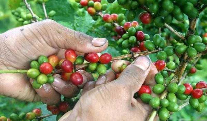 Los productores peruanos de café enfrentan pérdidas de US$ 60 dólares por quintal