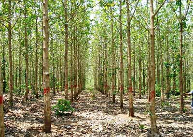 Madera producida en Perú tendrá prioridad en la Mesa Ejecutiva de Desarrollo Forestal
