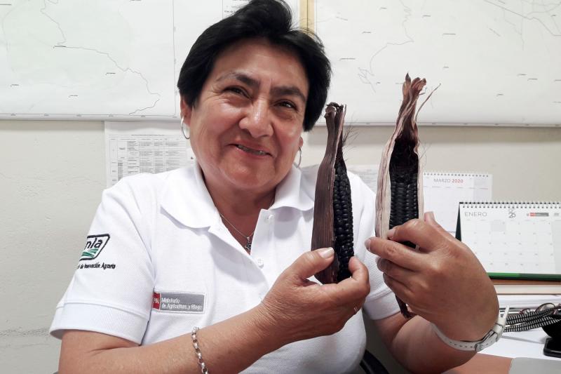 Maíz morado inspiró a investigadora cajamarquina y gana concurso Ingeniera 2020
