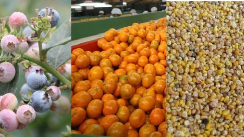 MANDARINA, QUINUA Y ARÁNDANO SON LOS PRODUCTOS DE AGROEXPORTACIÓN CON MAYOR CRECIMIENTO 