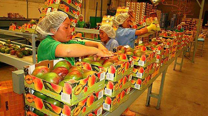 Mango peruano está en proceso de entrar a seis nuevos mercados