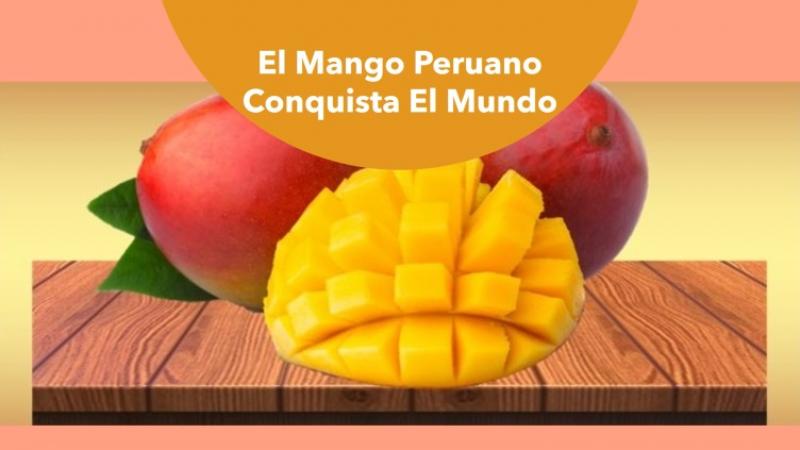 Mango peruano sigue conquistando los mercados internacionales con calidad, seguridad alimentaria y expansión internacional