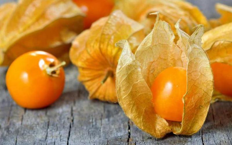 Mango y aguaymanto son los productos con potencial exportador de Áncash
